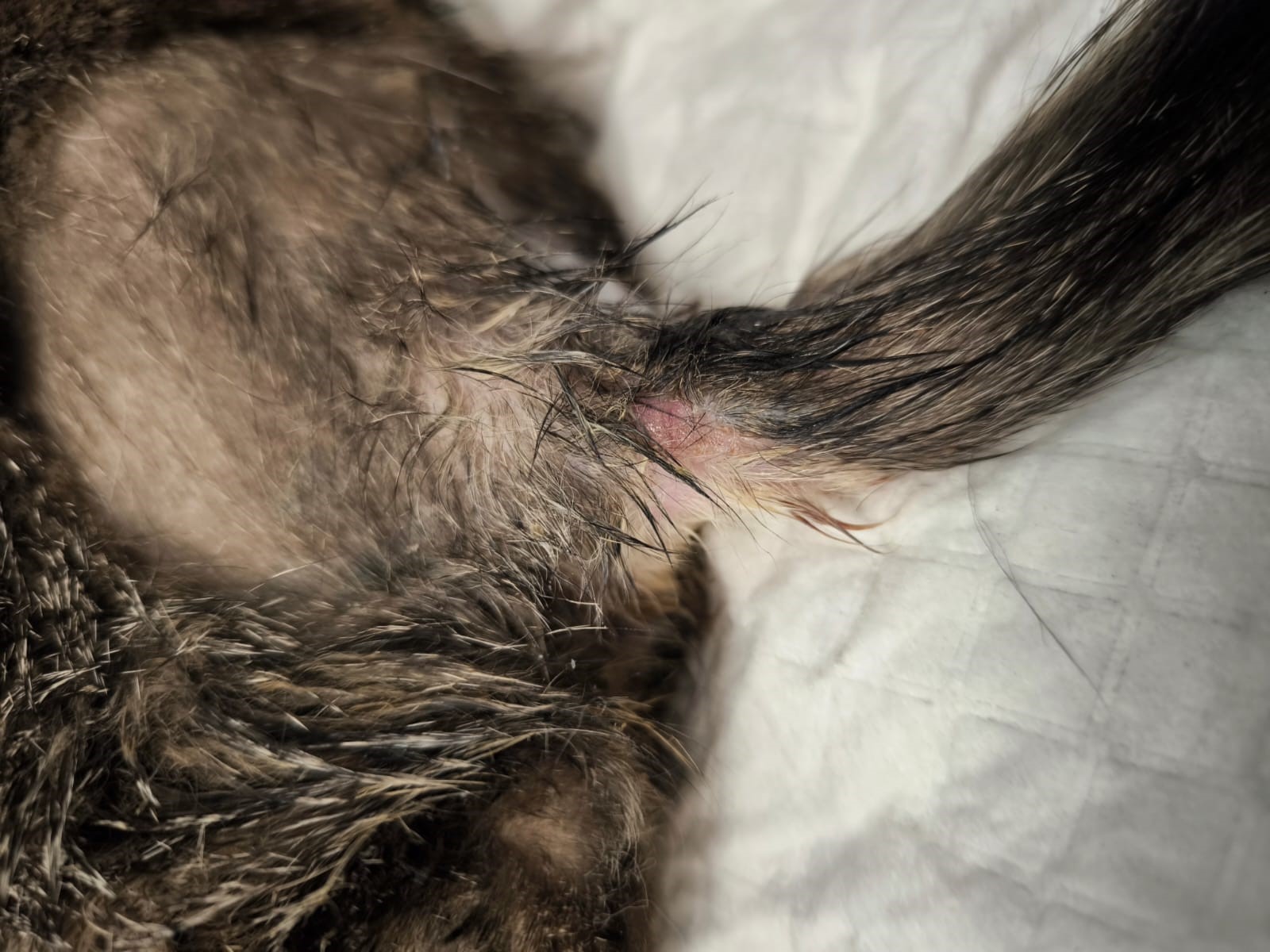 Процесс заживления